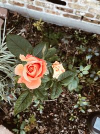 High angle view of rose roses