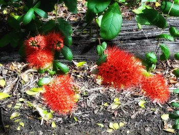 Close-up of red flowers