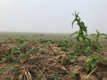 Plants growing on field against clear sky