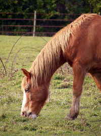 Horse in a field