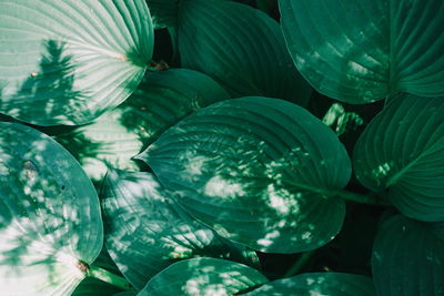 Full frame shot of plants