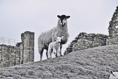 Low angle view of sheep with lamb on field against clear sky