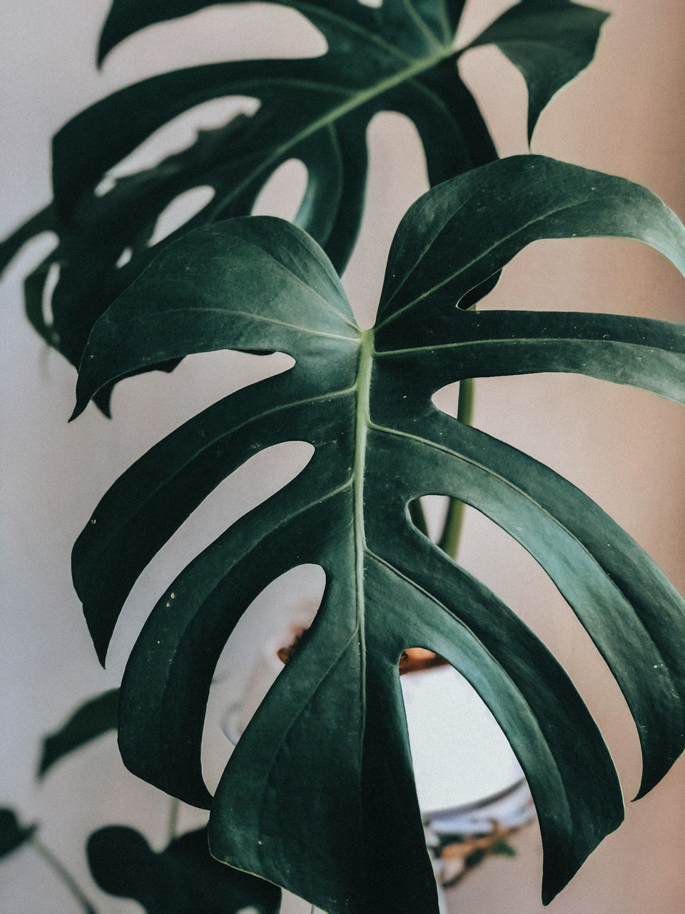 HIGH ANGLE VIEW OF POTTED PLANT ON FLOOR