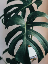 High angle view of potted plant