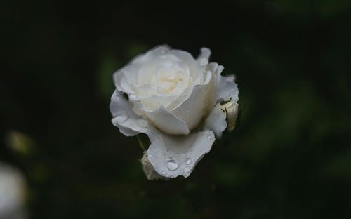 Close-up of water drops on rose