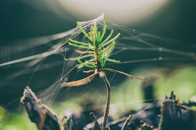 Close-up of spider web on plant