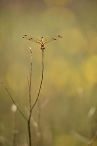 Close-up of insect on plant