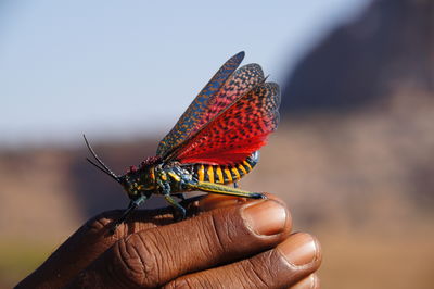 Close-up of cropped holding insect against clear sky