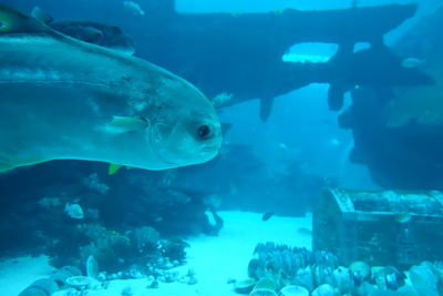 Fish swimming by shipwreck in blue sea