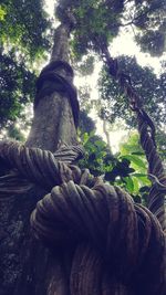 Close-up of tree trunk