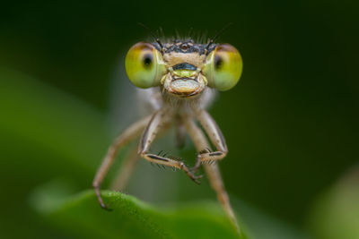 Close-up of spider