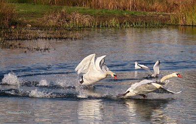 Bird flying over lake