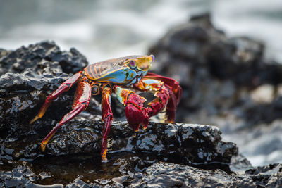 Close-up of crab on rock at beach