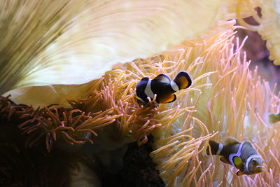 Clown fish swimming by coral in sea