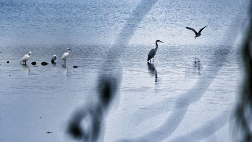 Seagulls flying in snow