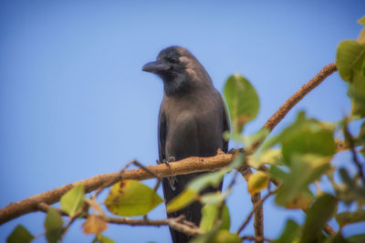 Low angle view of bird perching on tree against clear blue sky