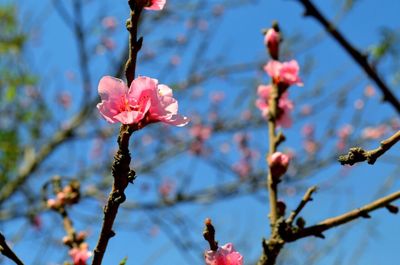 Low angle view of cherry blossom tree