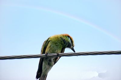 Low angle view of bird perching against clear sky