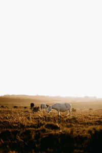 Horses in golden hour grazing