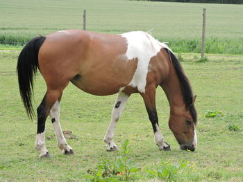 Horse grazing in field