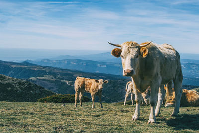 Cow standing in a field