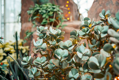 Succulent plants lit up for the holidays in a greenhouse