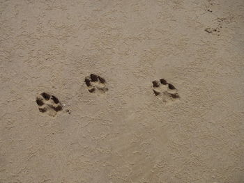 High angle view of paw prints on sandy field