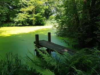 Scenic view of lake in forest