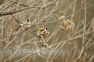 Close-up of two gold finchs on branch in winter