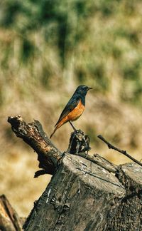 Close-up of bird perching on tree