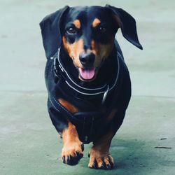 Portrait of black dog sitting outdoors