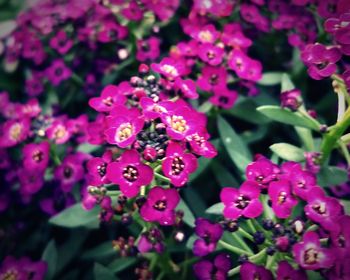 Close-up of pink flowers