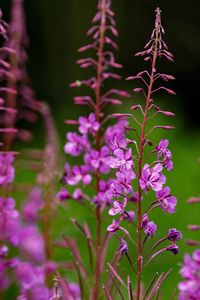 Close-up of purple flowers