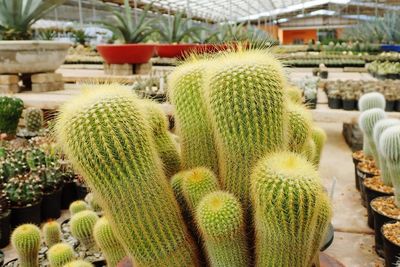 Botanical cactus park