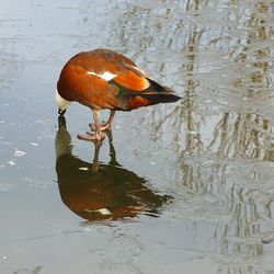 reflection