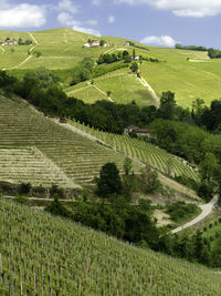 Scenic view of vineyard