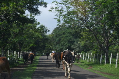 Horses standing on road amidst trees