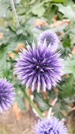 Close-up of thistle blooming outdoors