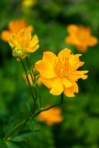 Close-up of yellow flowering plant