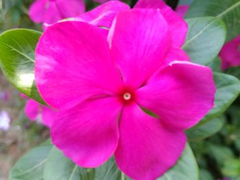 Close-up of pink flowering plant