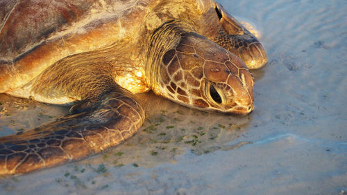 Close-up of tortoise swimming in water