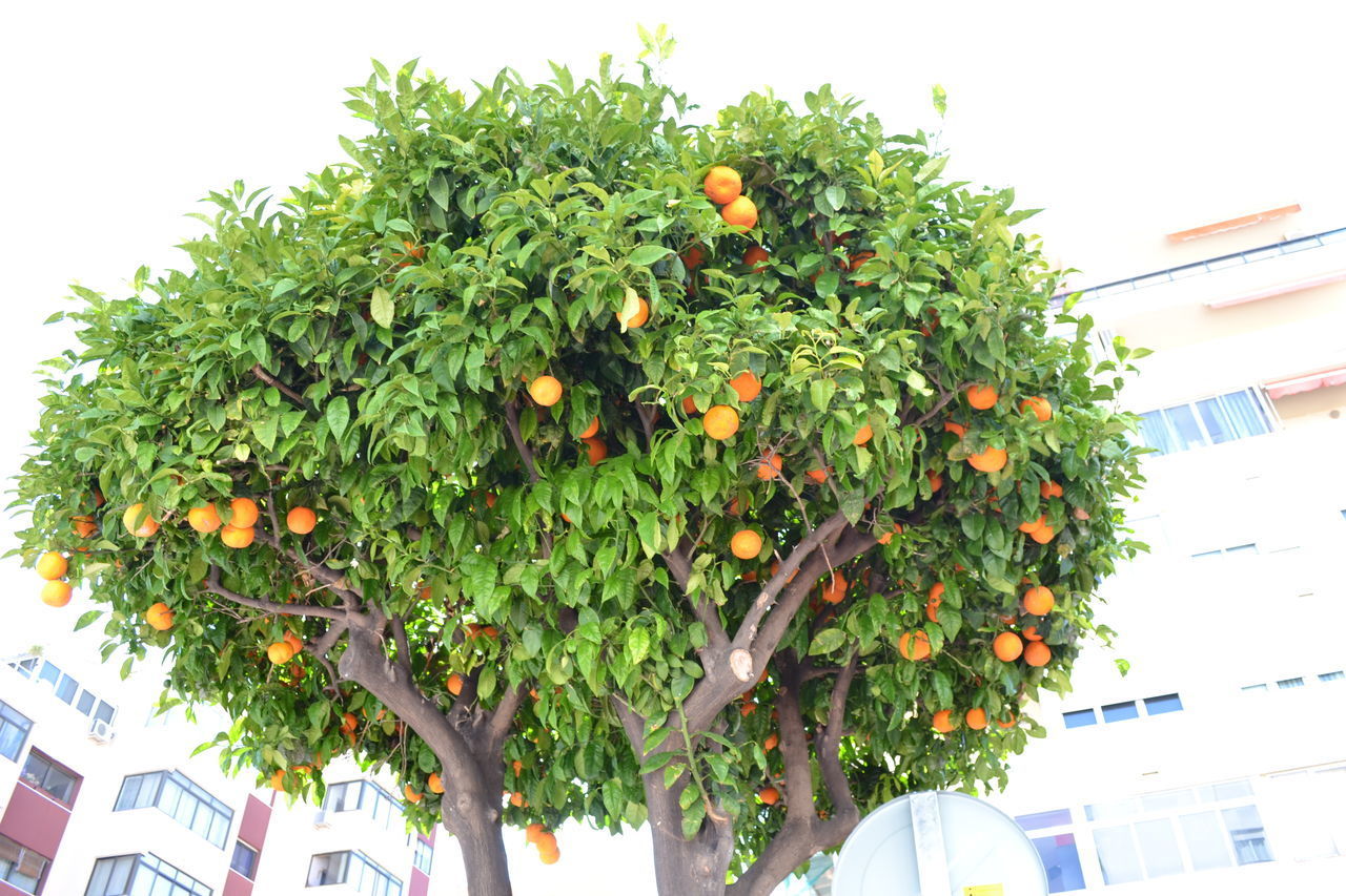 CLOSE-UP OF BERRIES ON TREE