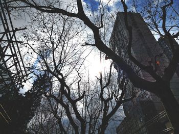 Low angle view of bare trees in forest