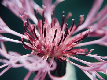 Close-up of pink flower