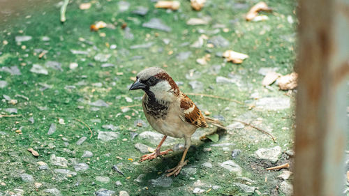 Close-up of bird perching on a land
