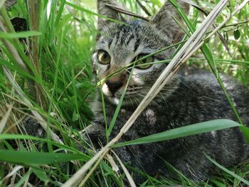 Portrait of cat on field