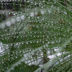 Full frame shot of wet plant