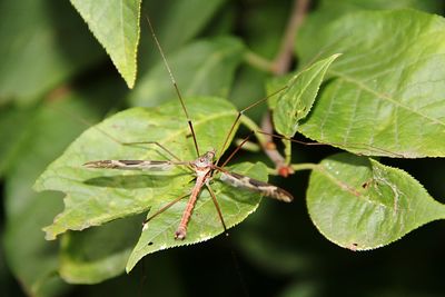 Close-up of insect on plant