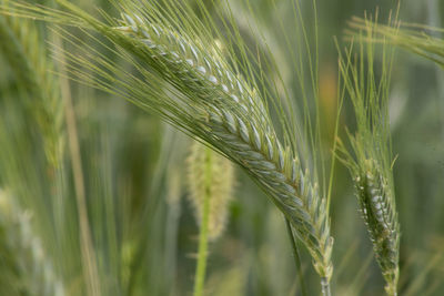 Close-up of wheat growing on field