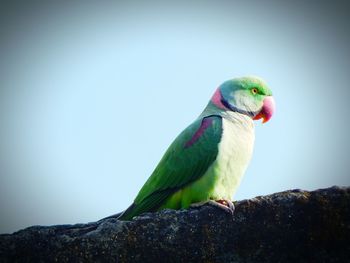 Close-up of parrot perching on leaf